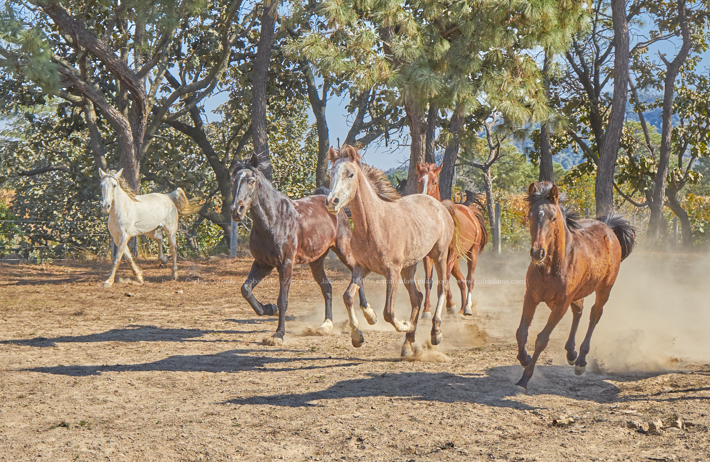 Rancho en Jalisco . Caballada . dic 12 2022_4.jpg